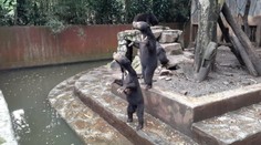 Šokujúce video z Indonézie! Vyhladované medvede prosia návštevníkov zoo o jedlo