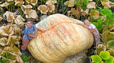 FOTO+VIDEO: Bratia vypestovali najväčšiu tekvicu v histórii. Prezradili, v čom spočíva tajomstvo ich úspechu
