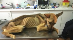 Vytŕčajúce kosti a smrť na jazyku. Takto vyzeralo šteňa, keď ho našli