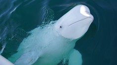 Bieluhu, ktorú údajne Rusko vycvičilo na špionáž, našli uhynutú pri pobreží Nórska