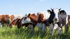 Na východe Slovenska zabíjal antrax