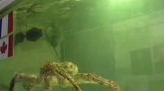 Krab Petrovič sa mýlil pri tipovaní výsledku Slovensko - Česko