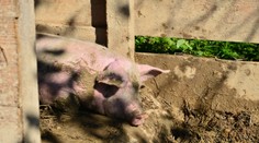 Na Slovensku už máme druhý prípad nakazených ošípaných africkým morom