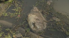 Ekologická katastrofa na Malom Dunaji pri Bratislave. V uplynulých dňoch tam uhynuli tisíce rýb