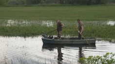 Rybári ratovali kapry, ktoré uviazli na zaplavených lúkach v okolí rieky Morava