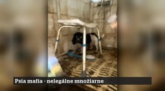 19. epizóda | 15. 10. 2025 | Psia mafia: nelegálne množiarne