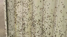 VIDEO: Milióny pavúkov lezú ľuďom po domoch. Utekajú pred záplavami v Austrálii