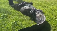 VIDEO: Ženu na Floride usmrtil veľký aligátor, keď sa snažila pomôcť psovi. Plaza sa podarilo odchytiť