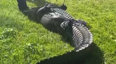 VIDEO: Ženu na Floride usmrtil veľký aligátor, keď sa snažila pomôcť psovi. Plaza sa podarilo odchytiť