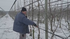 Ovocinári sa neflákajú ani v silných mrazoch. Majú dôležitú prácu, bez ktorej by nebola úroda