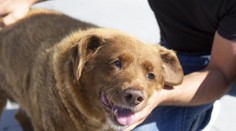 Zomrel najstarší pes v histórii. Bobi sa dožil vyše 31 rokov