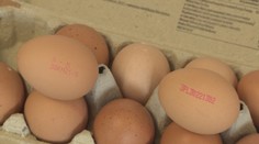 Fipronilový škandál stále žije. Na východnom Slovensku našli ďalšie nakazené vajcia