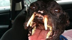 Utýraný pes desí vzhľadom. Srdcom si však získa každého