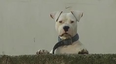 Brutálny útok argentínskej dogy na malého chlapca už má vinníka