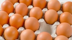 Drahšie neznamená lepšie. Vedci ukázali, v čom sa líšia bio, klietkové a vajcia z výbehu