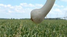 Zahraničnému cesnaku v reťazcoch možno odzvoní. Na Slovensku mu rastie konkurencia