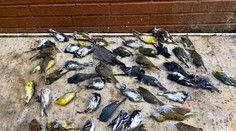 Ulice Philadelphie pokryli stovky mŕtvych vtákov. Obyvatelia hovoria o hotovej katastrofe