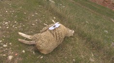 Na ovčiu farmu pri Zlatých Moravciach zaútočil vlk, ktorý po sebe zanechal krvavú spúšť