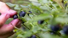 Nejedzte neumyté lesné plody. Na Slovensku stúpa výskyt raritného, no veľmi nebezpečného ochorenia
