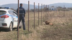 Vlčiaky zaútočili na 17-ročnú dievčinu, ktorá venčila svojho psíka