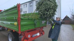 Začína sa zber vianočných stromčekov. Každé mesto má iné pravidlá