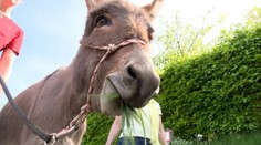 Nový spôsob školenia pre manažérov. Ak zvládnu somára, dokážu pracovať s kýmkoľvek