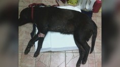 Strieľal na túlavé psy, no takmer zasiahol pracujúcich železničiarov