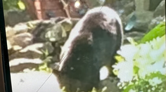 Šokujúci útok medveďa v USA. Napadol chlapca (7), ktorý sa hral na dvore