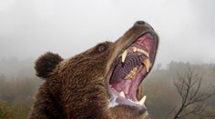 Desivý útok grizlyho na školákov a hrdinský zásah učiteľa: Šelma zranila 11 ľudí, tri deti sú v kritickom stave