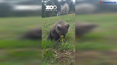 Ľudia svojimi hlasmi rozhodli jednoznačne: Medvieďatá z bojnickej ZOO už majú svoje mená