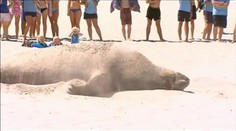 Žeby zablúdil? Na pláži sa vyvaľoval niekoľkotonový „turista"