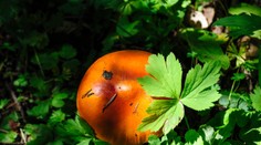 FOTO: Nájsť ju na Slovensku je skutočná vzácnosť. Jozef objavil v lese „kráľovnú“ našich húb