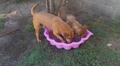 Aj váš pes môže z tepla skolabovať. Útulky bojujú s horúčavami napríklad pomocou bazénového režimu