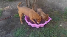 Aj váš pes môže z tepla skolabovať. Útulky bojujú s horúčavami napríklad pomocou bazénového režimu