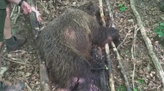 Niekto zastrelil medvedicu a jej telo nechal ležať v lese. Ostali po nej tri mláďatá