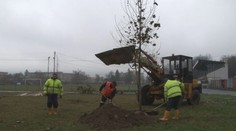Mestá čoraz častejšie vysádzajú nové stromy podľa špecifických kritérií. Od ihličia prechádzajú k lístiu