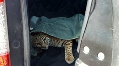 Matka vystavila svoje dieťa obrovskému nebezpečenstvu. Zranenú šelmu naložila vedľa autosedačky