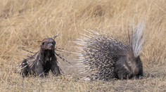FOTO: Poznáme najlepšie fotografie prírody za rok 2024. Toto sú víťazi