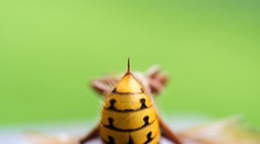 Ženu 150-krát bodli sršne, bránili aj jej záchrane. Napokon umrela