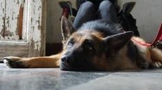 Prísny zákaz pre Rexa: Štáb sa ho nemôže chytať