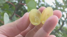 Hrozno, ktoré chutí ako jahoda, citrón či cukrová vata. Ján z Lučenca pestuje netradičné odrody