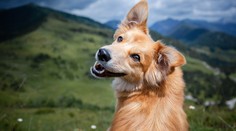 Červy napadnú pľúca alebo srdce. Slovenskom sa šíri nebezpečné psie ochorenie
