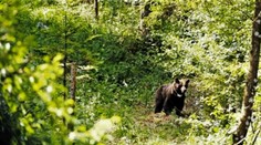 Pezinok vystrašil správou, že v Malých Karpatoch je medveď. Nie je to novinka, je ich tam dokonca viac