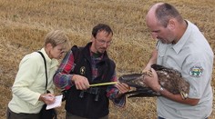 Ochranári chcú z Arnolda urobiť hviezdu reality šou