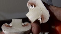 Miro si pestuje vlastné šampiňóny. Zistite, ako rozoznáte ten kvalitný