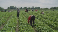 Jahody už dozrievajú a polia sa červenajú. Sezóna samozberu odštartovala