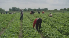 Jahody už dozrievajú a polia sa červenajú. Sezóna samozberu odštartovala