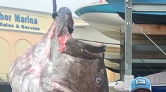 Tomu sa povie úlovok: Rybárovi sa podarilo chytiť obrovskú a veľmi vzácnu rybu