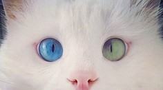 Z kocúra je miláčik internetu. Tento uhrančivý pohľad vás určite dostane