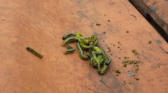 Húsenice z Ázie opäť masakrujú naše záhrady